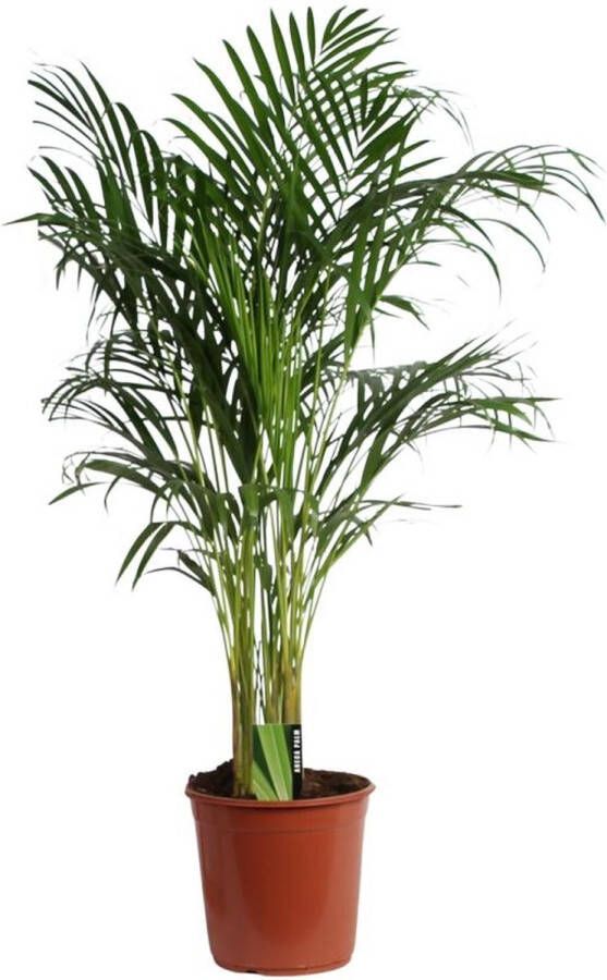 BOTANICLY Goudpalm – Goudspalm (Dypsis lutescens) met bloempot – Hoogte: 120 cm – van