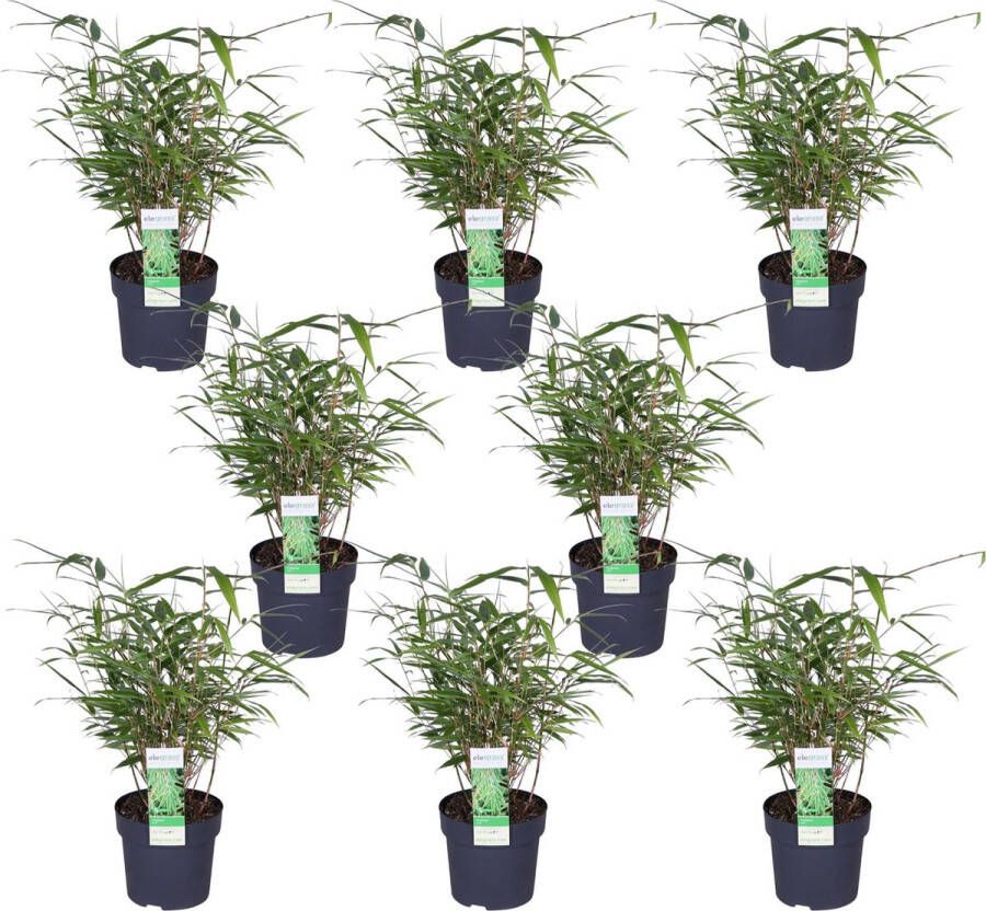 BOTANICLY Grassen en bodembedekkers – Bamboe (Fargesia rufa) – Hoogte: 40 cm – van