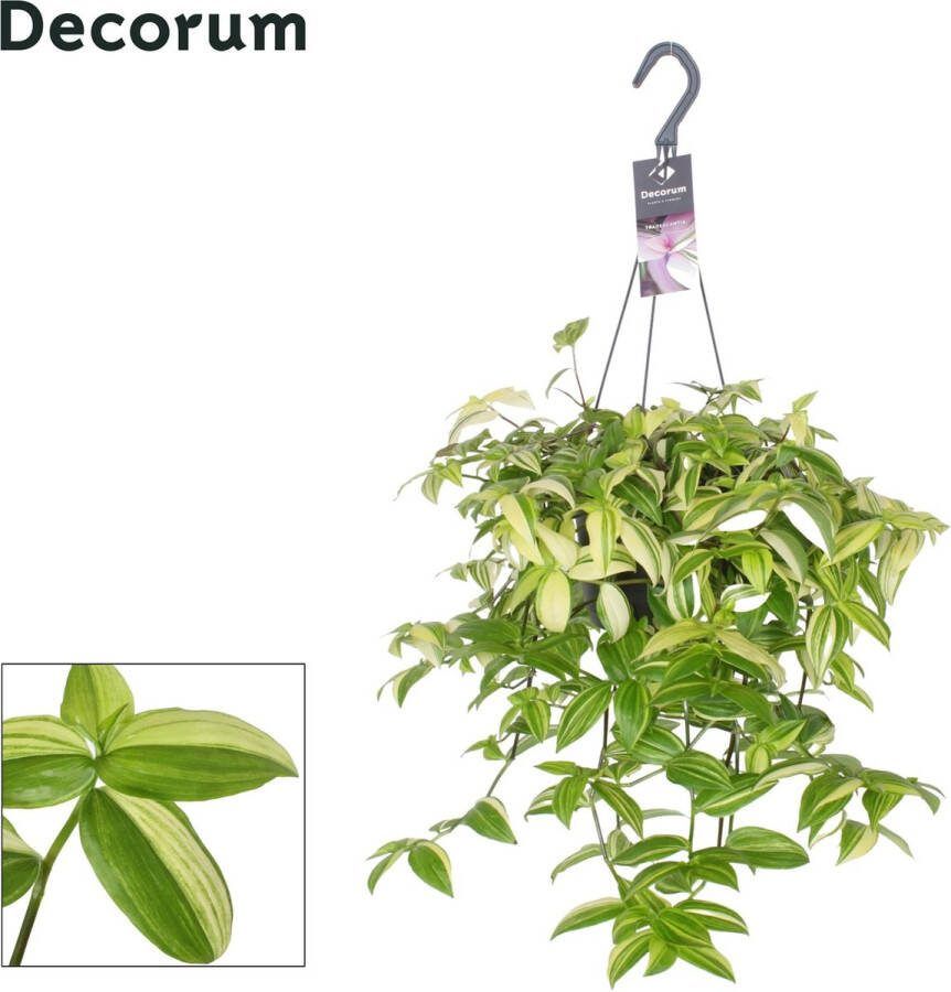 BOTANICLY Grassen en bodembedekkers – Tradescantia Yellow Hill (Tradescantia Yellow Hill) met bloempot – Hoogte: 40 cm – van