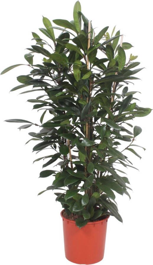 BOTANICLY Groene plant – Afrikaanse vijgenboom (Ficus Cyathistipula) – Hoogte: 180 cm – van