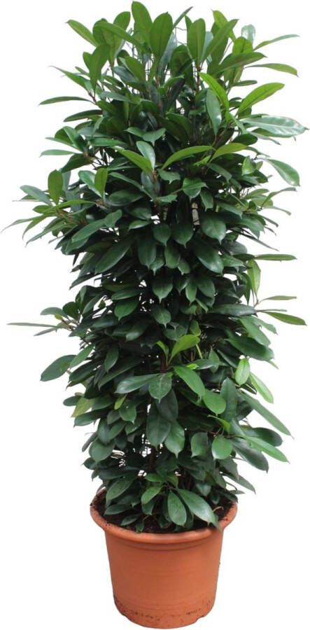 BOTANICLY Groene plant – Afrikaanse vijgenboom (Ficus Cyathistipula) – Hoogte: 230 cm – van