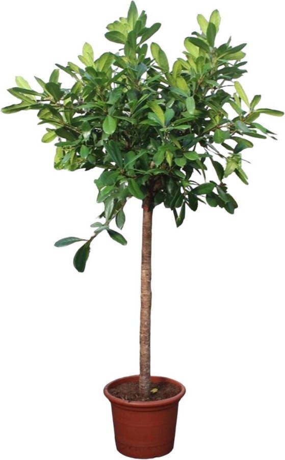BOTANICLY Groene plant – Afrikaanse vijgenboom (Ficus Cyathistipula) – Hoogte: 250 cm – van