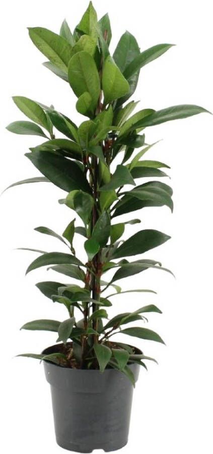 BOTANICLY Groene plant – Afrikaanse vijgenboom (Ficus Cyathistipula) – Hoogte: 70 cm – van