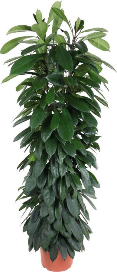 BOTANICLY Groene plant – Afrikaanse vijgenboom (Ficus cyatistipula) – Hoogte: 150 cm – van