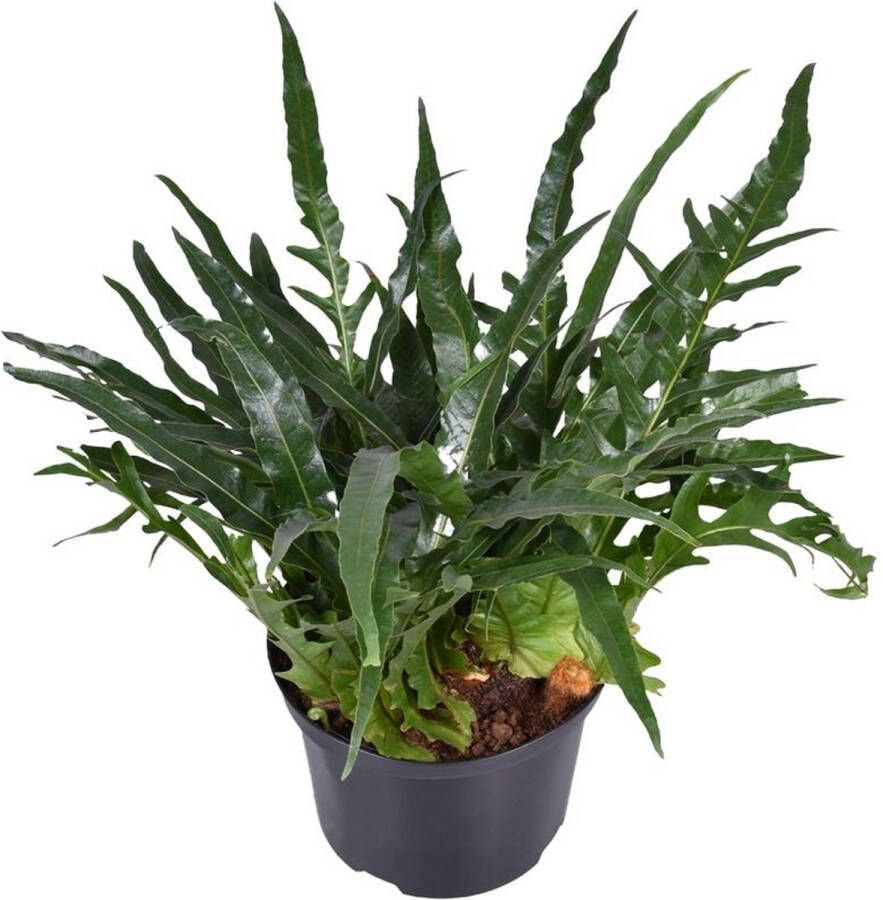 BOTANICLY Groene plant – Aglaomorpha Coronans (Aglaomorpha Coronans) – Hoogte: 60 cm – van