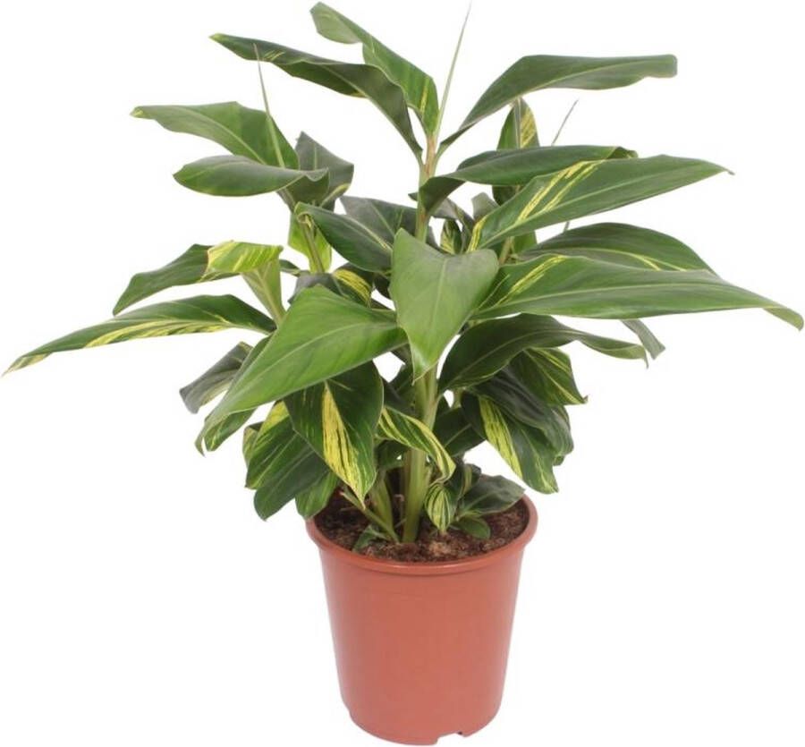 BOTANICLY Groene plant – Alpinia Zerumbet Variegata (Alpinia Zerumbet Variegata) – Hoogte: 80 cm – van