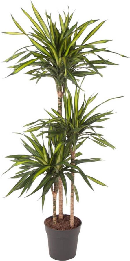 BOTANICLY Groene plant – Anita Variegata (Dracaena Riki) – Hoogte: 140 cm – van