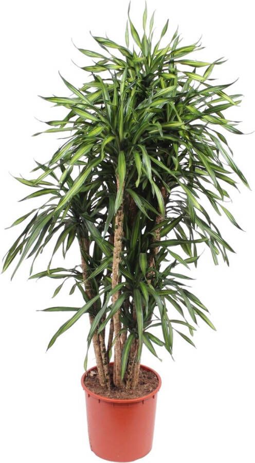 BOTANICLY Groene plant – Anita Variegata (Dracaena Riki) – Hoogte: 170 cm – van