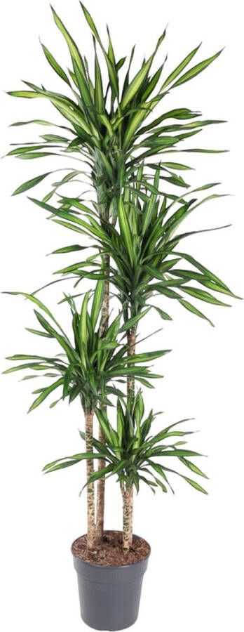 BOTANICLY Groene plant – Anita Variegata (Dracaena Riki) – Hoogte: 180 cm – van