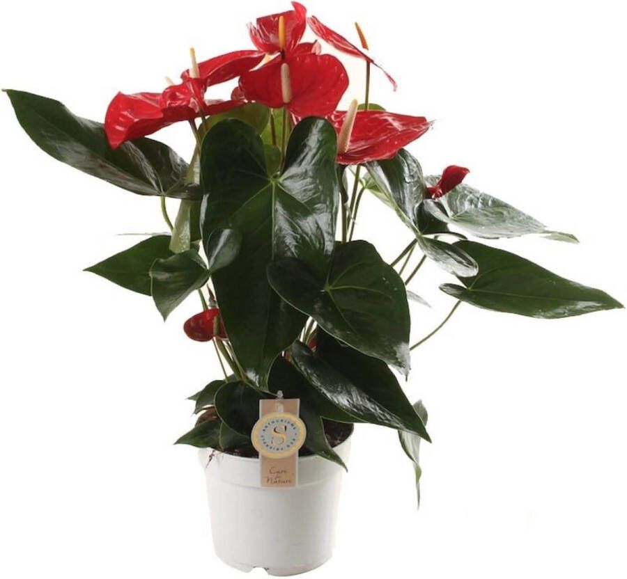 BOTANICLY Groene plant – Anthurium Oklahoma (Anthurium Oklahoma) – Hoogte: 60 cm – van