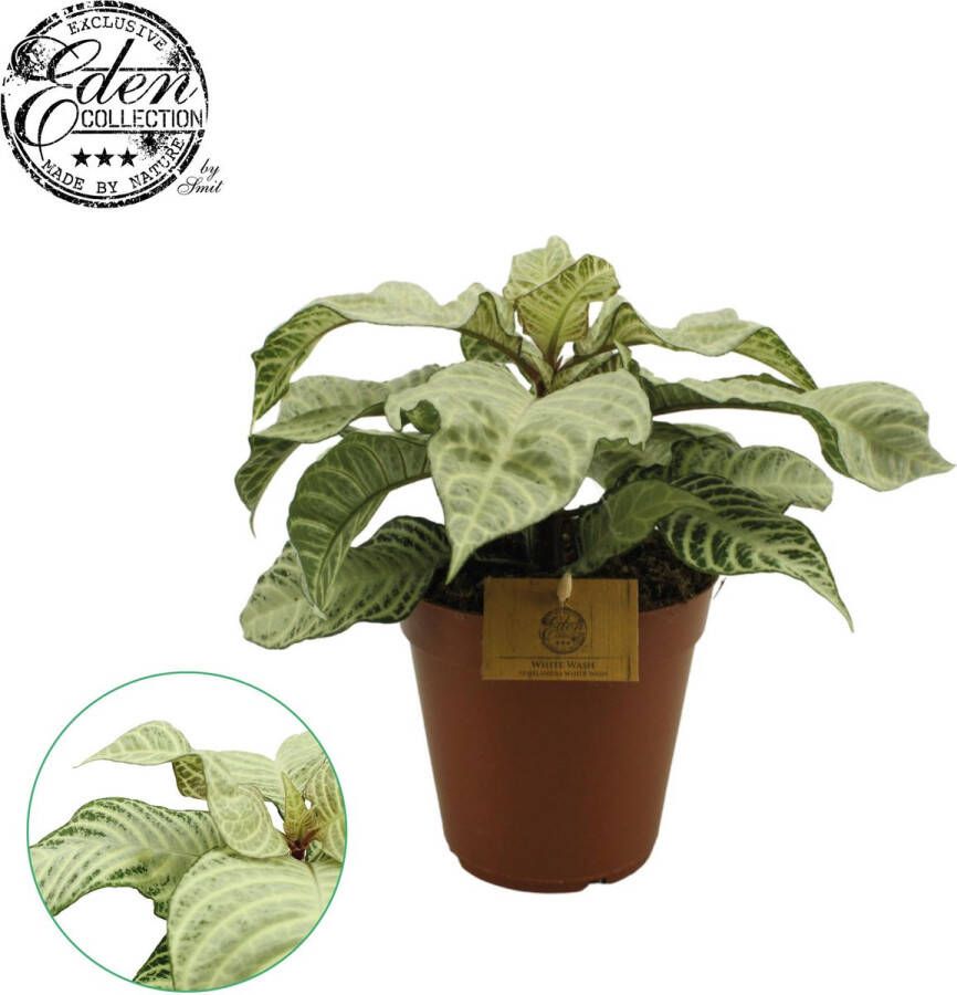 BOTANICLY Groene plant – Aphelandra White Wash (Aphelandra White Wash) – Hoogte: 50 cm – van