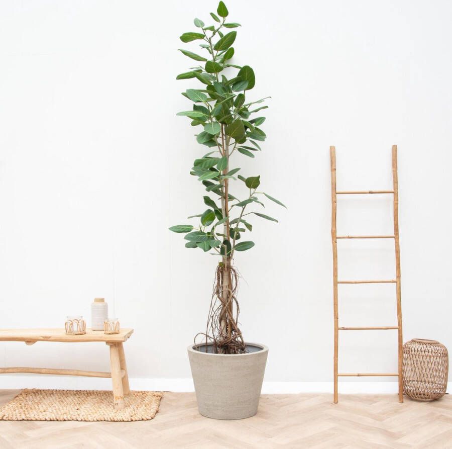 BOTANICLY Groene plant – Banyanboom (Ficus Benghalensis Audrey) – Hoogte: 220 cm – van