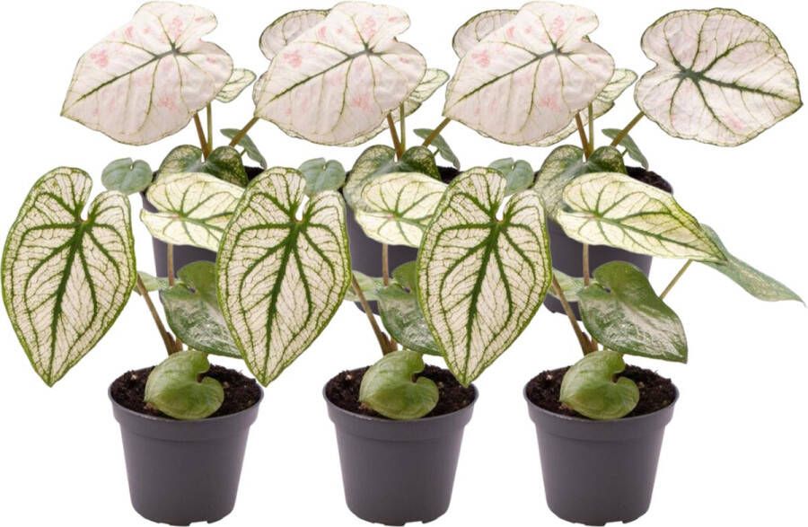 BOTANICLY Groene plant – Caladium (Caladium Mix) – Hoogte: 20 cm – van