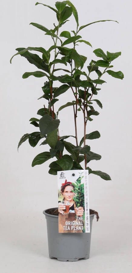 BOTANICLY Groene plant – Camellia Sinensis (Camellia Sinensis) – Hoogte: 40 cm – van