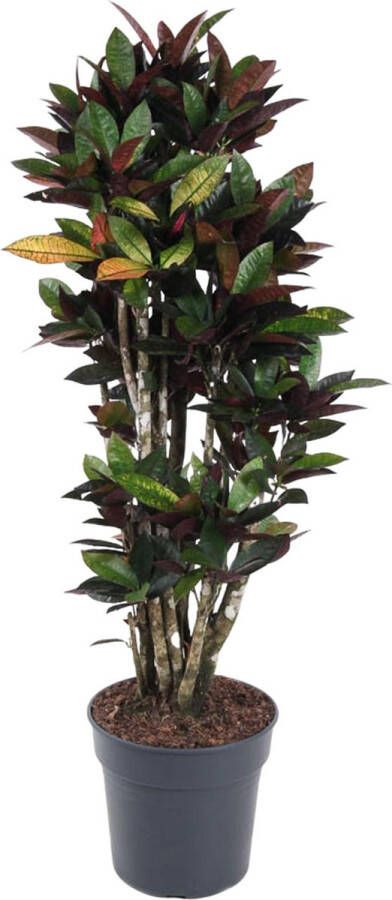 BOTANICLY Groene plant – Croton (Codiaeum Mrc Iceton) – Hoogte: 140 cm – van
