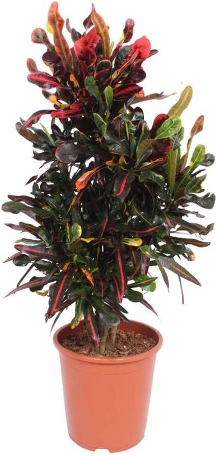 BOTANICLY Groene plant – Croton (Codiaeum variegatum Mammi) – Hoogte: 100 cm – van