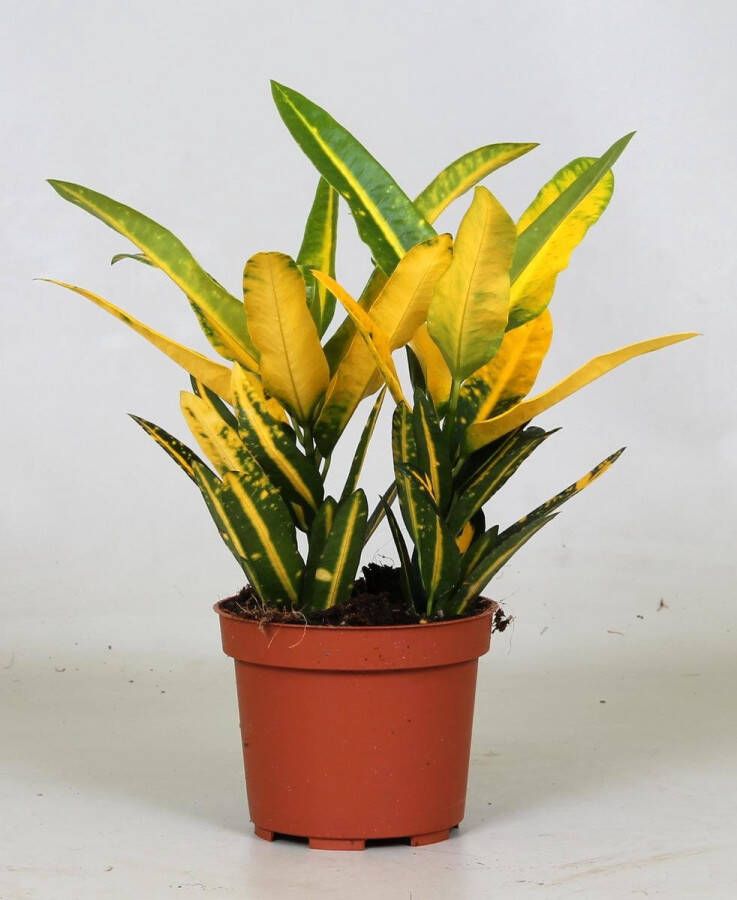 BOTANICLY Groene plant – Croton (Croton Sunny Star) – Hoogte: 30 cm – van
