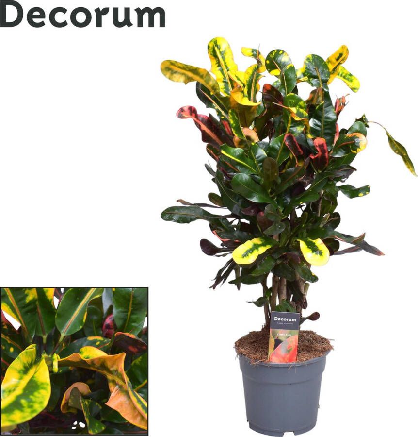 BOTANICLY Groene plant – Croton Mammi (Croton Mammi) – Hoogte: 60 cm – van