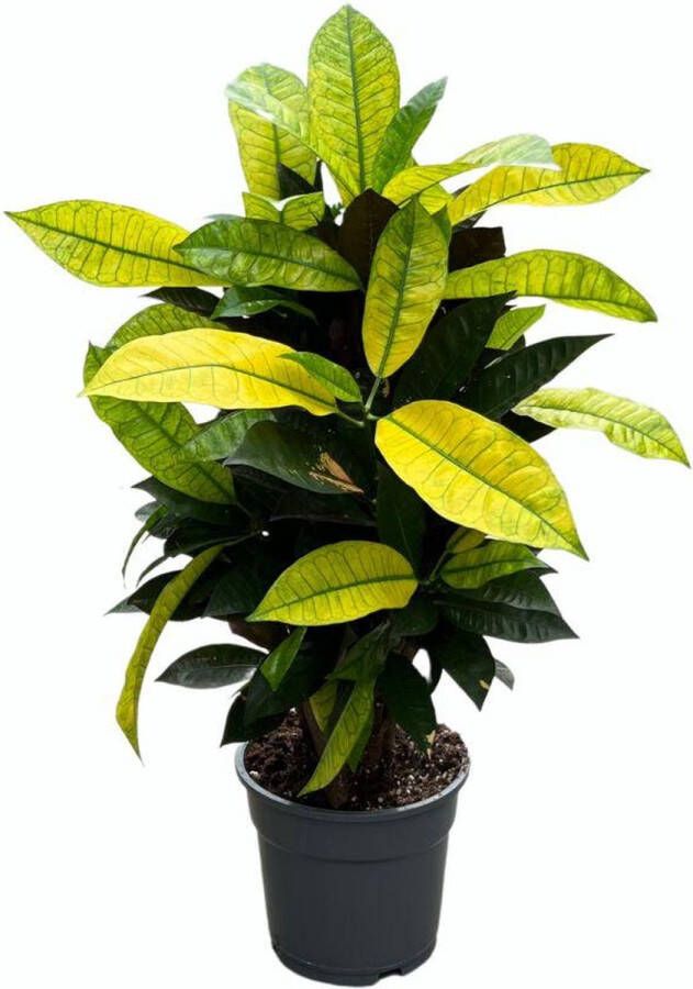 BOTANICLY Groene plant – Croton Mrs Iceton (Croton Mrs Iceton) – Hoogte: 65 cm – van
