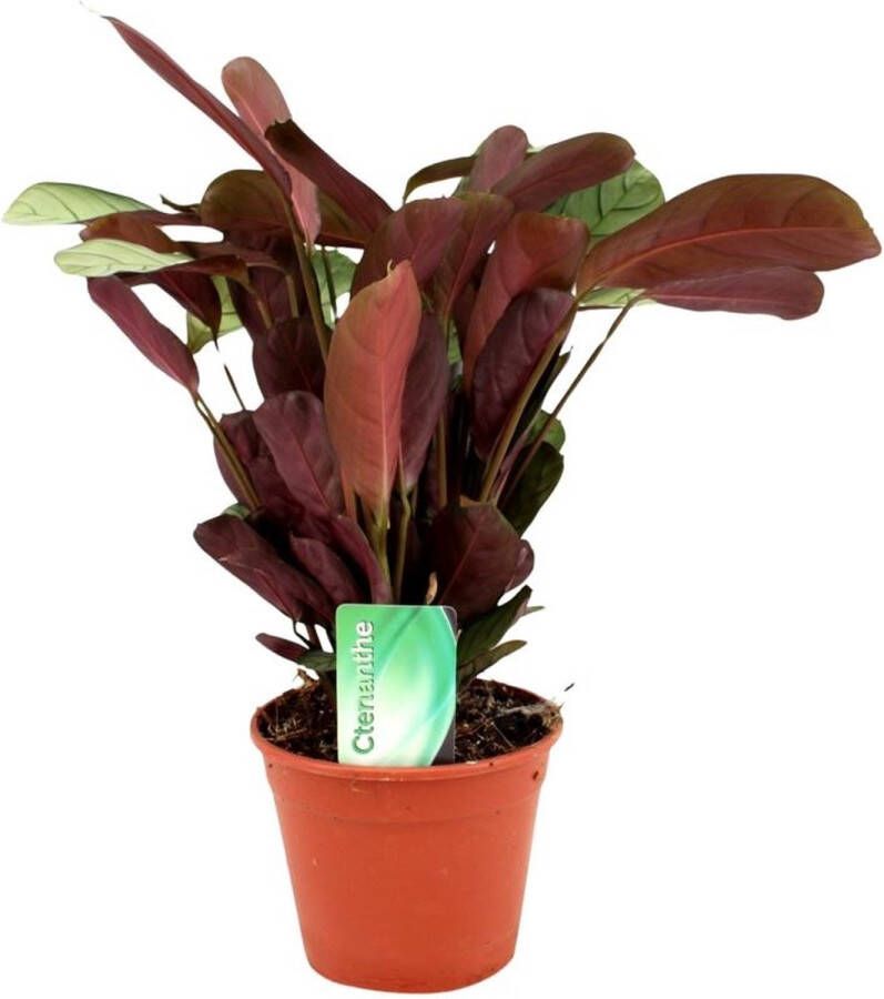 BOTANICLY Groene plant – Ctenanthe (Ctenanthe Amagris) – Hoogte: 14 cm – van