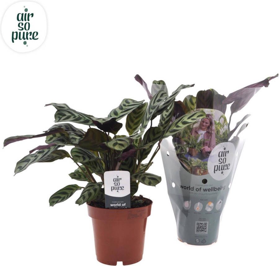 BOTANICLY Groene plant – Ctenanthe (Ctenanthe Burle Marxii) – Hoogte: 30 cm – van