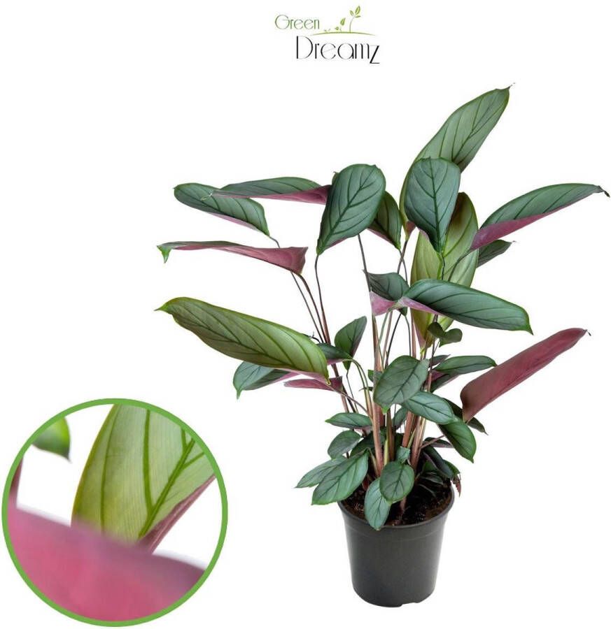 BOTANICLY Groene plant – Ctenanthe (Ctenanthe Setosa) – Hoogte: 60 cm – van