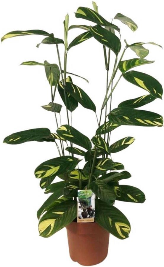 BOTANICLY Groene plant – Ctentanthe Lubbersiana (Ctentanthe Lubbersiana) – Hoogte: 80 cm – van