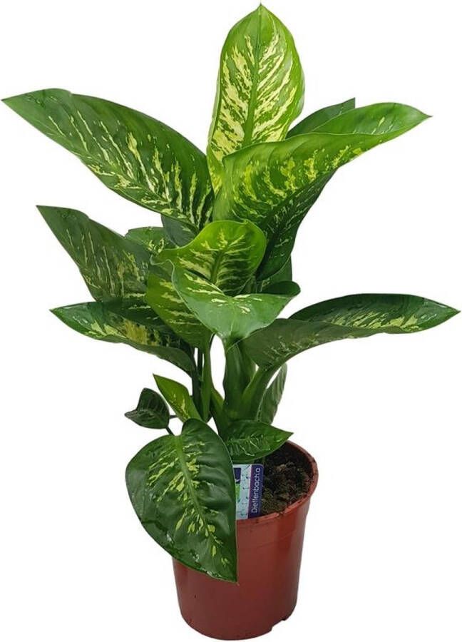 BOTANICLY Groene plant – Dieffenbachia Camilla Coffea Arabica Syngonium Podophyllum Ficus benjamina (Dieffenbachia Seguine Tropic Snow) – Hoogte: 85 cm – van