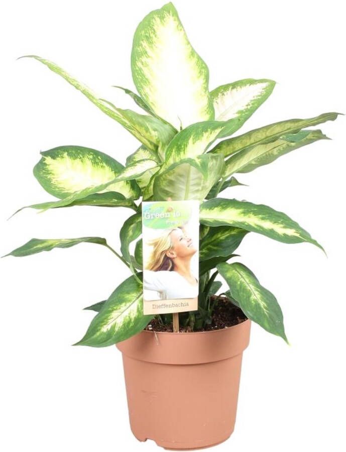 BOTANICLY Groene plant – Dieffenbachia Camilla (Dieffenbachia Camilla) – Hoogte: 45 cm – van