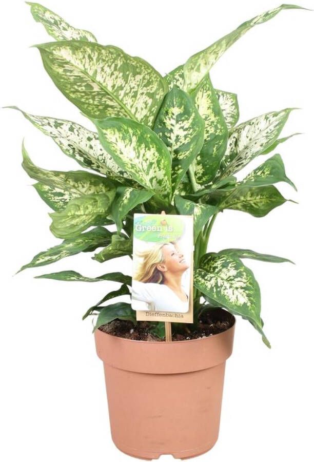 BOTANICLY Groene plant – Dieffenbachia Compacta (Dieffenbachia Compacta) – Hoogte: 45 cm – van