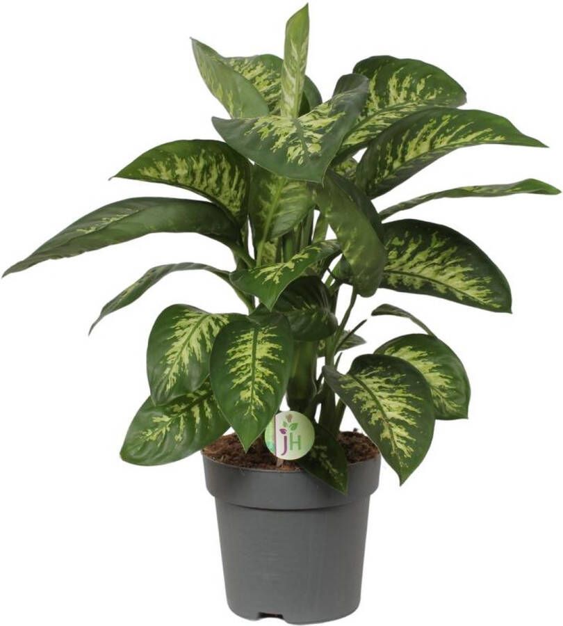 BOTANICLY Groene plant – Dieffenbachia (Dieffenbachia) – Hoogte: 75 cm – van