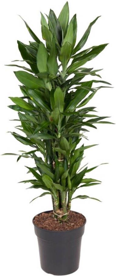 BOTANICLY Groene plant – Drakenbloedboom (Dracaena Fragrans Janet Craig) – Hoogte: 110 cm – van