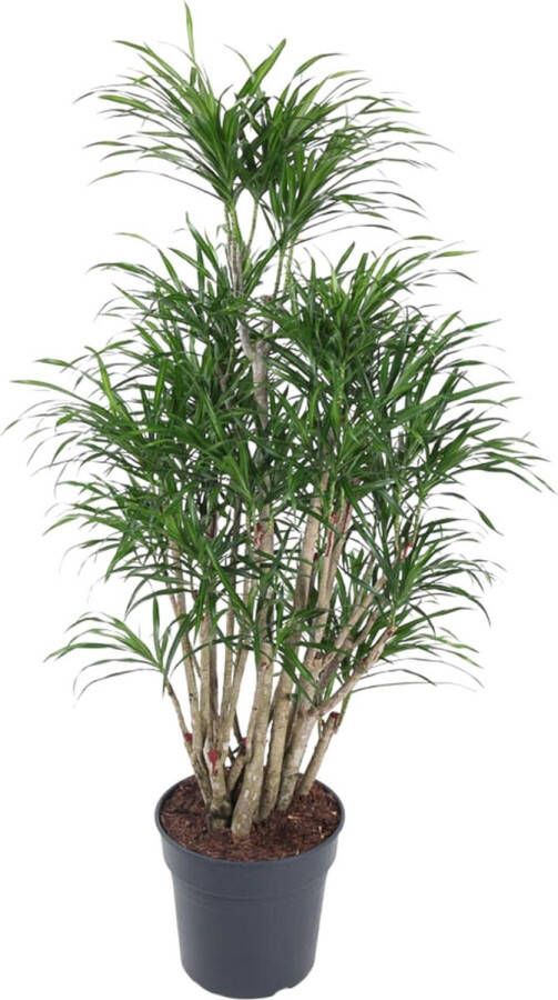 BOTANICLY Groene plant – Drakenboom (Dracaena Anita) – Hoogte: 140 cm – van