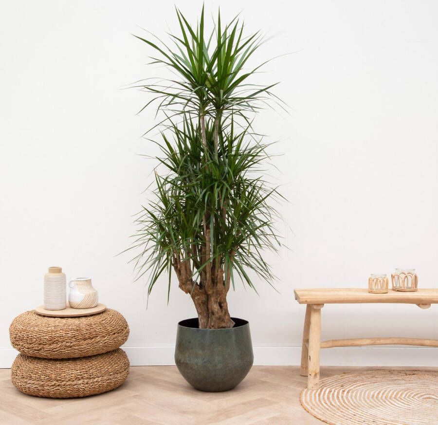 BOTANICLY Groene plant – Drakenboom (Dracaena Anita Variegata) – Hoogte: 190 cm – van