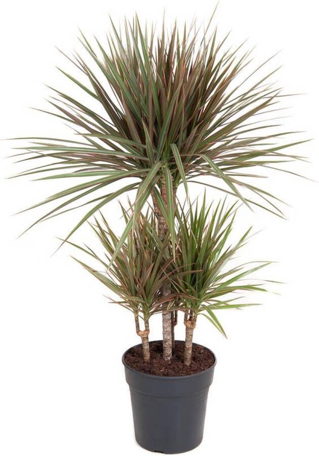 BOTANICLY Groene plant – Drakenboom (Dracaena Bicolor) – Hoogte: 100 cm – van