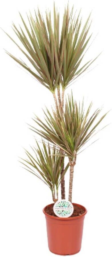 BOTANICLY Groene plant – Drakenboom (Dracaena Bicolor) – Hoogte: 115 cm – van