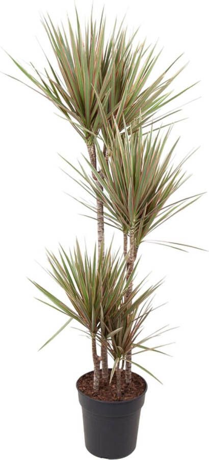 BOTANICLY Groene plant – Drakenboom (Dracaena Bicolor) – Hoogte: 160 cm – van