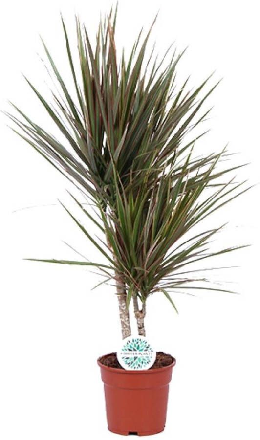 BOTANICLY Groene plant – Drakenboom (Dracaena Bicolor) – Hoogte: 75 cm – van