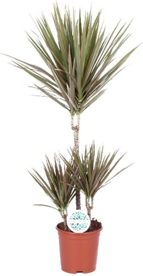 BOTANICLY Groene plant – Drakenboom (Dracaena Bicolor) – Hoogte: 95 cm – van