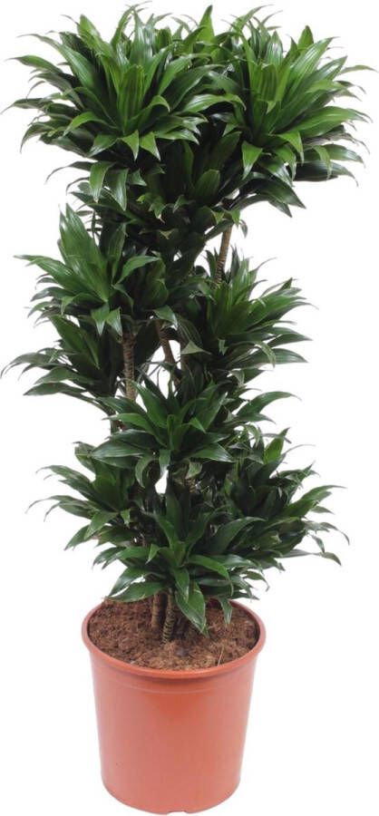 BOTANICLY Groene plant – Drakenboom (Dracaena compacta) – Hoogte: 140 cm – van