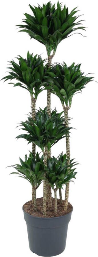 BOTANICLY Groene plant – Drakenboom (Dracaena compacta) – Hoogte: 160 cm – van