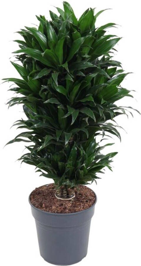 BOTANICLY Groene plant – Drakenboom (Dracaena compacta) – Hoogte: 80 cm – van
