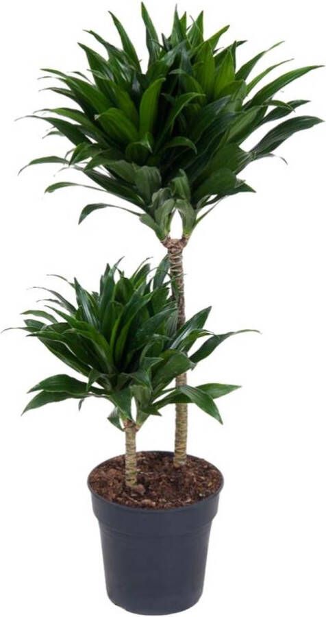 BOTANICLY Groene plant – Drakenboom (Dracaena compacta) – Hoogte: 80 cm – van