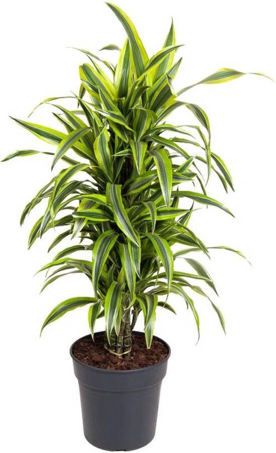 BOTANICLY Groene plant – Drakenboom (Dracaena derem. Lemon Lime) – Hoogte: 110 cm – van