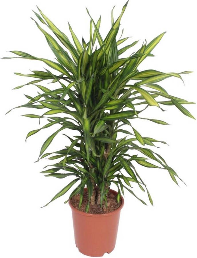 BOTANICLY Groene plant – Drakenboom (Dracaena fragrans) – Hoogte: 90 cm – van