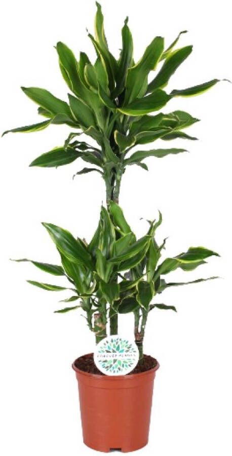 BOTANICLY Groene plant – Drakenboom (Dracaena Golden Coast) – Hoogte: 125 cm – van