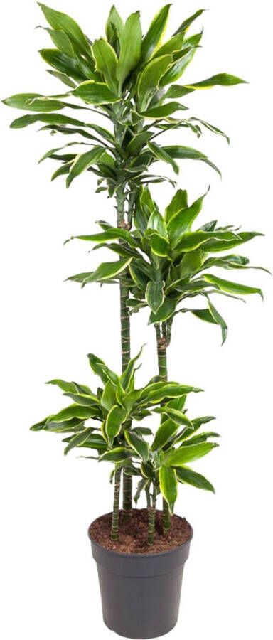 BOTANICLY Groene plant – Drakenboom (Dracaena Golden Coast) – Hoogte: 140 cm – van