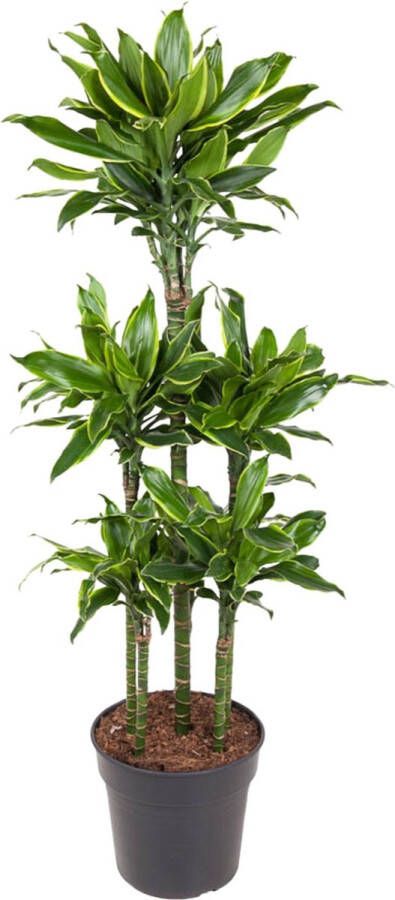 BOTANICLY Groene plant – Drakenboom (Dracaena Golden Coast) – Hoogte: 150 cm – van