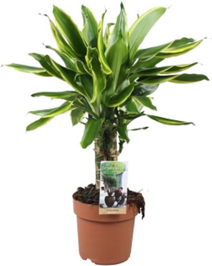 BOTANICLY Groene plant – Drakenboom (Dracaena Golden Coast) – Hoogte: 50 cm – van