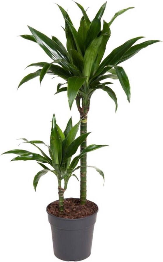 BOTANICLY Groene plant – Drakenboom (Dracaena Janet Craig) – Hoogte: 100 cm – van